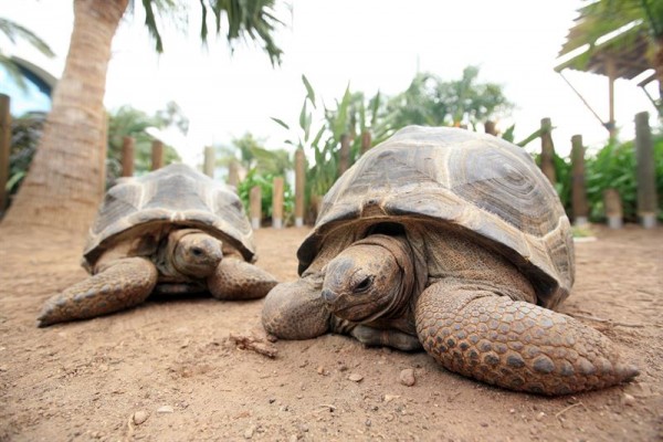 Las tortugas terrestres del Oceanogràfic de Valencia estrenarán nuevo hogar en marzo