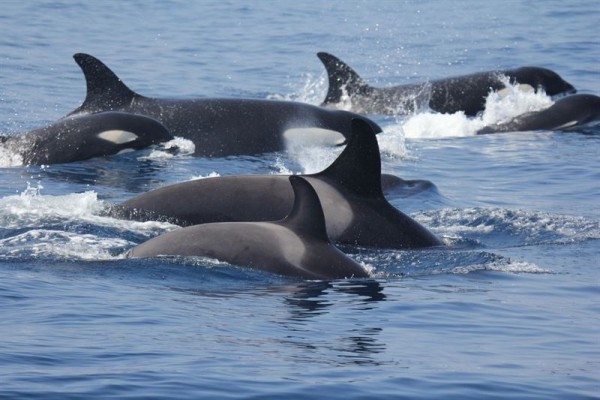 La orca del Estrecho es única, está aislada y sus características son diferentes a las del resto de España y Europa