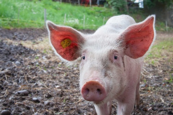 Cerdo agridulce