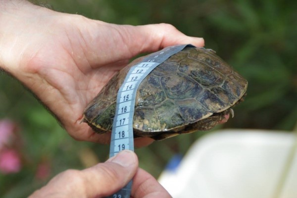 Arranca el proyecto Emys para la conservación de las tortugas autóctonas valencianas