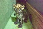 Nacen las primeras crías de leopardo en Bioparc de Valencia