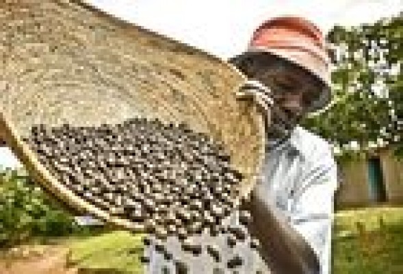 África podrá autoabastecerse en una generación, según un estudio de la Universidad de Harvard