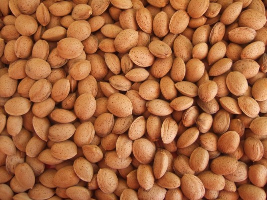 La cosecha de almendra bajará un 7% en la Comunitat con unas cotizaciones a la baja