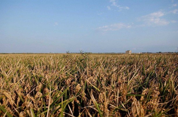 Un método amable con el medio ambiente protegerá del 'cucat' los arrozales