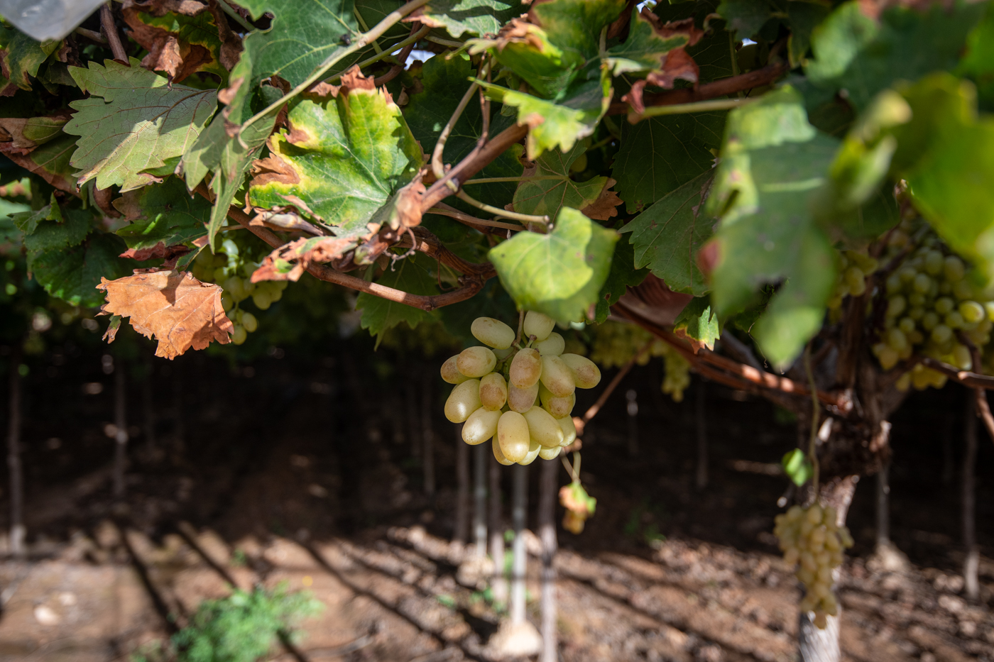 Así se cultivan en el Vinalopó las uvas alicantinas de Mercadona (Fotos: RAFA MOLINA)