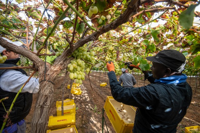 La Región monopoliza el mercado de la uva y concentra los cinco mayores productores de España