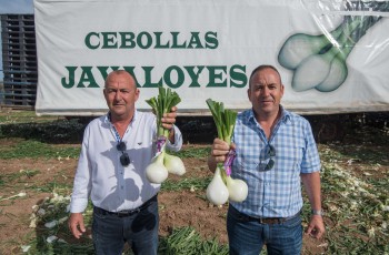 Cebollas Javaloyes, la innovación agraria que lleva las cebollas tiernas a Mercadona en 24 horas