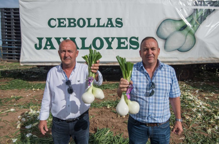 Cebollas Javaloyes, la innovación agraria que lleva las cebollas tiernas a Mercadona en 24 horas