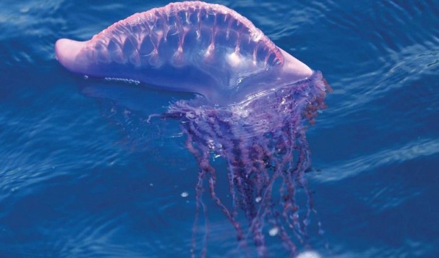 D’urticàries a la mar: meduses
