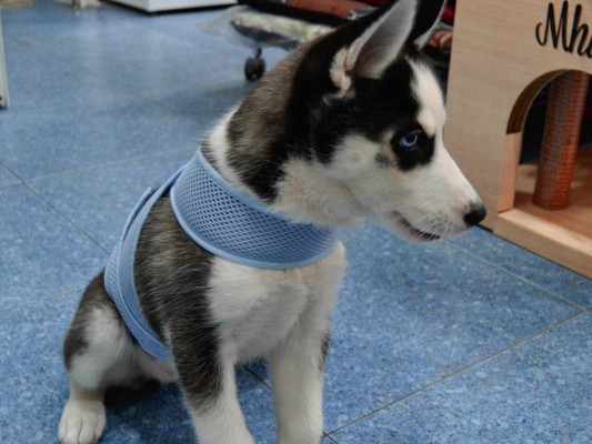 La 'startup' Valway comercializa durante les Fogueres su banda antiestrés para perros