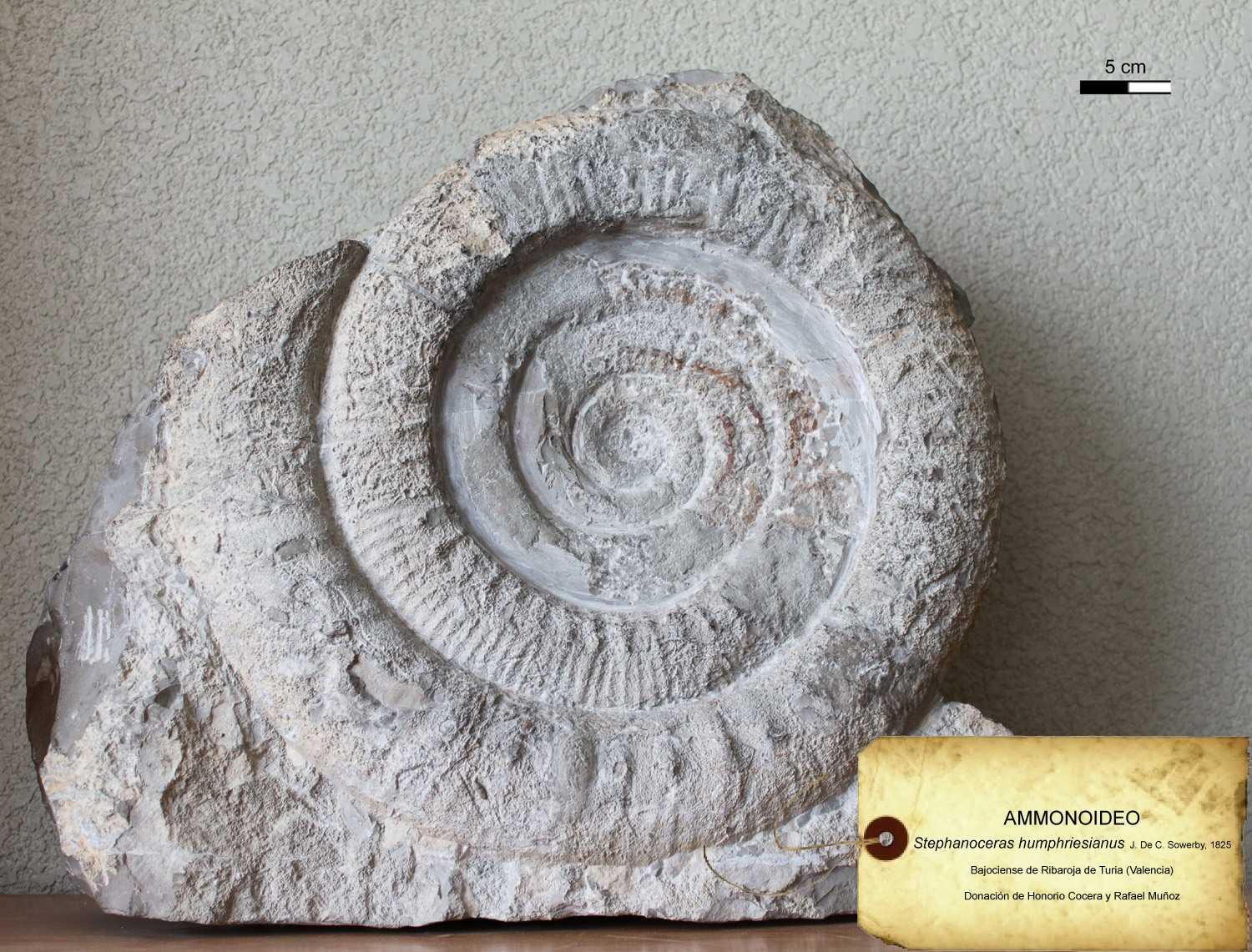 Fósil del mesozoico, parte del Museo. - 