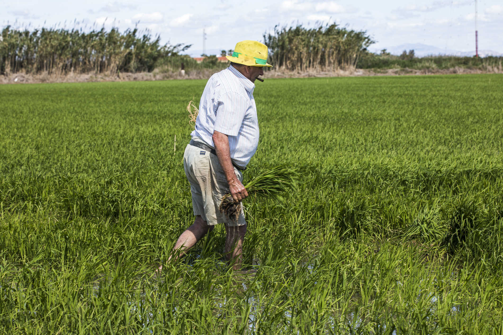 Una mañana plantando arroz en La Albufera