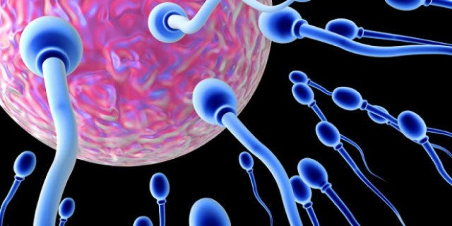 Un dispositivo de microfluidos obtiene imágenes de los primeros pasos de la fecundación