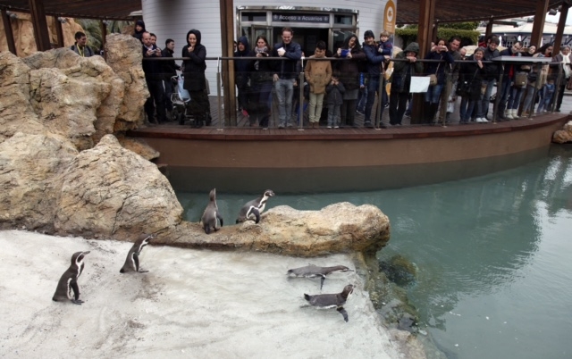 Los pingüinos Humboldt del Oceanogràfic estrenan nuevo hábitat