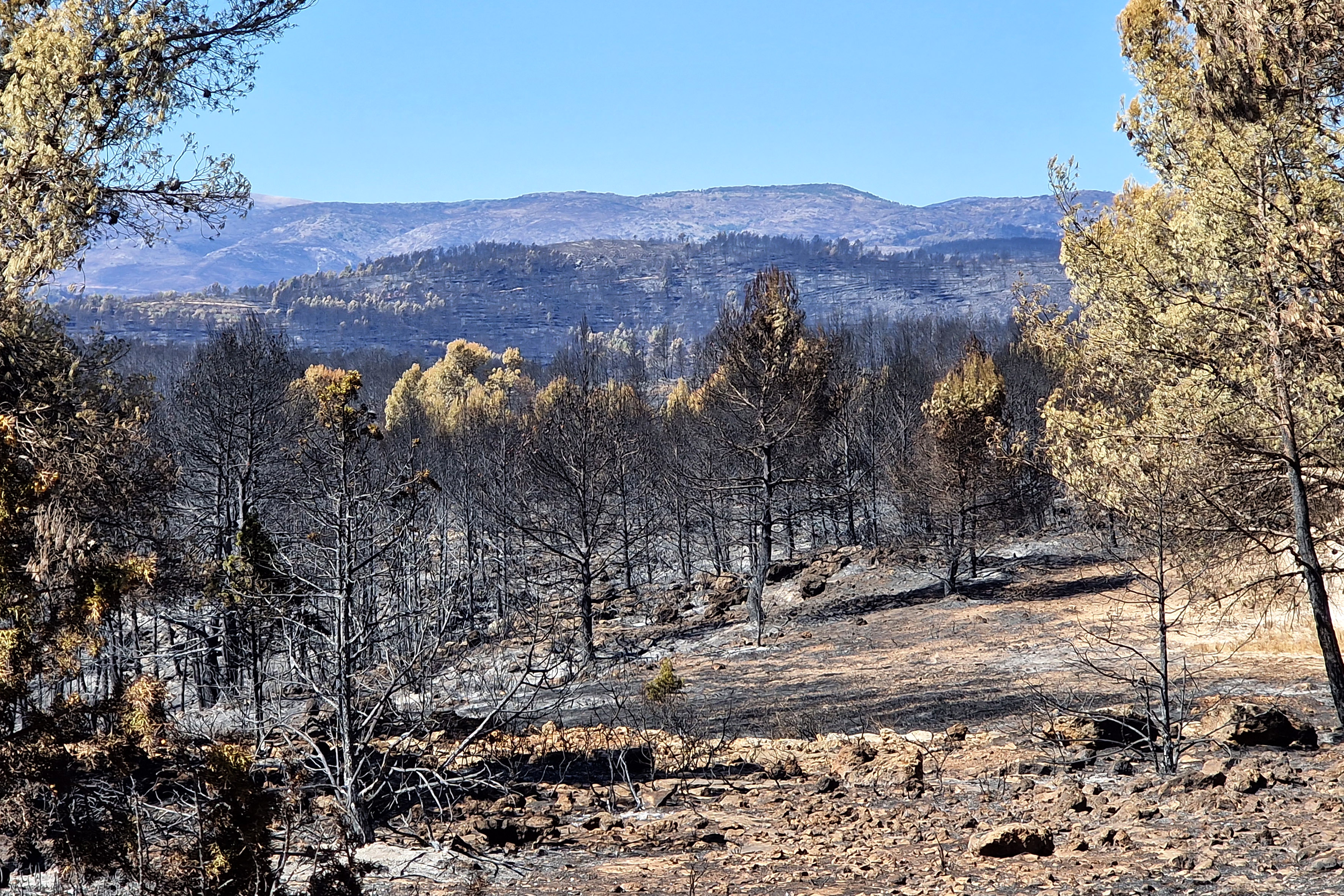 Imagen de bejís tras el incendio - Foro: KIKE TABERNER Imagen de bejís tras el incendio