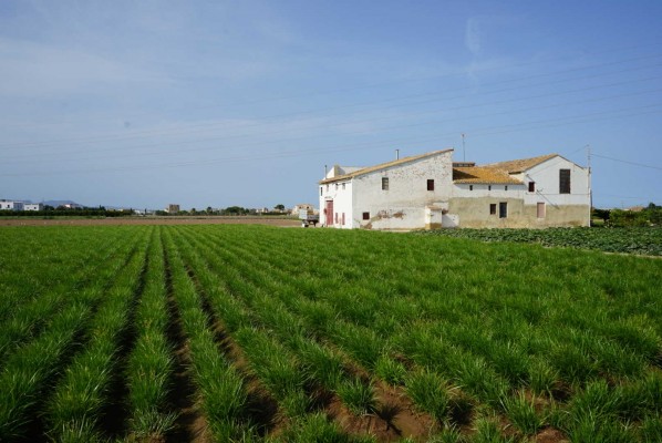 La horchata también se cata: llega a València el concurso Nas D'Or Xata 