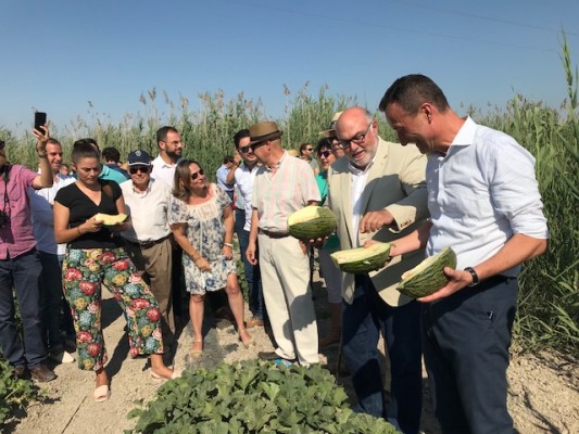 Los regantes de Carrizales de Elche prevén recoger este año
más de 400.000 kilos de melón