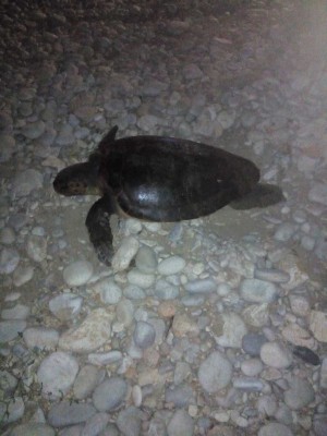 Alerta Tortuga en les platges
