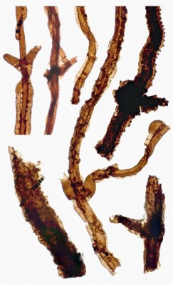 Identifican un fósil del primer habitante conocido sobre tierra firme