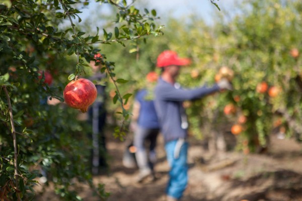 La Denominación de Origen de la Granada Mollar de Elche cuenta con más de 560 inscritos