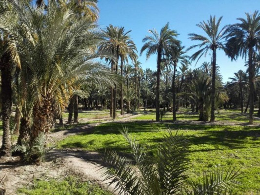 La UMH demuestra que los residuos de palmeras son viables para obtener materiales de construcción