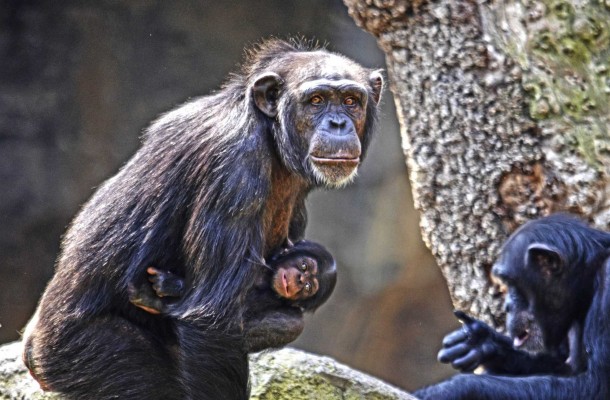 Nace un chimpancé en València de una subespecie en peligro de extinción