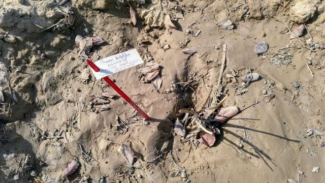 La Asociación Palmeral Vivo de Orihuela denuncia que decenas de ejemplares del Palmetum se secan 