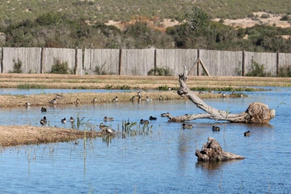 El 'Programa de Paisaje' de la Comunitat prevé la conexión entre el Clot de Galvany y el Saladar de Agua Amarga 