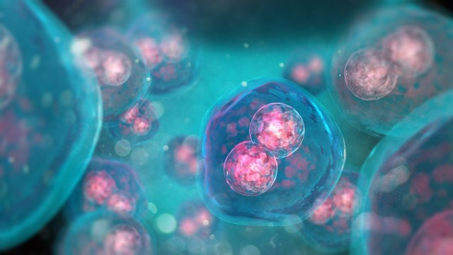 Un estudio confirma que la premenopausia prematura no disminuye la calidad de los óvulos