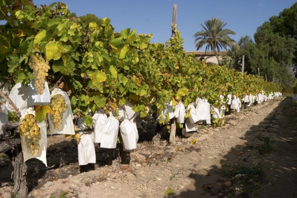 Cajamar crea una línea de 30 millones para atender los daños del granizo en el Vinalopó