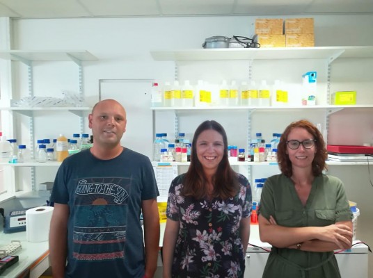 Investigadores españoles confirman por primera vez que una proteína supresora de tumores protege ante la obesidad