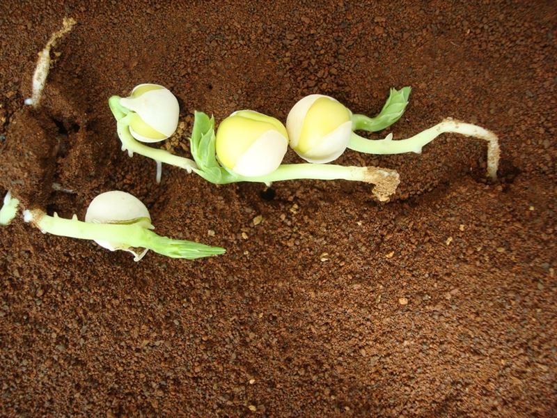Consiguen cultivar tomates y guisantes en suelo simulado de Marte y la Luna