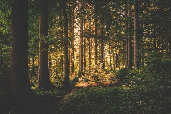 'El último sueño', 'El bosque profundo' y 'Nocturno': lecturas fantásticas para despedir el verano