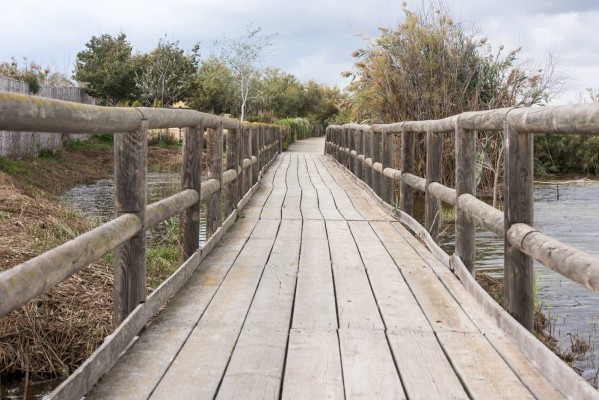 30 años de El Hondo como Paraje Natural (Fotos: RAFA MOLINA)
