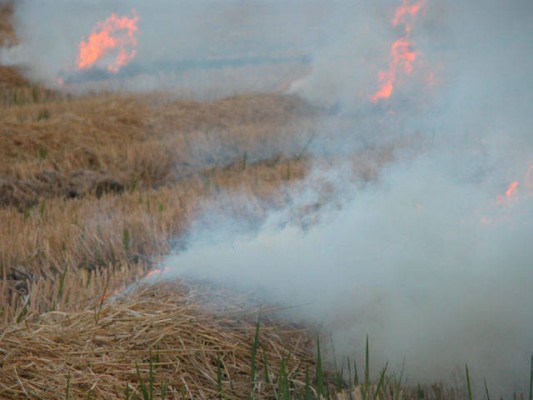 Genia prepara para 2027 el inicio de las obras de su planta para convertir paja de arroz en biometano