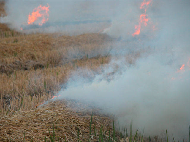 L'Albufera se dividirá este año en dos áreas para la quema de la paja del arroz