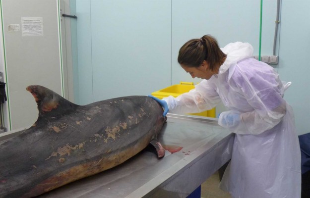 Una nueva cepa del virus más letal en delfines llega al Mediterráneo procedente del Atlántico