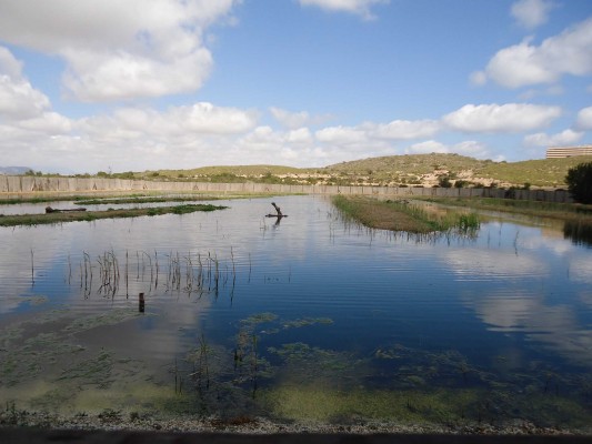 Grupos ecologistas de Elche piden al pleno que apruebe ampliar el Clot de Galvany y su protección