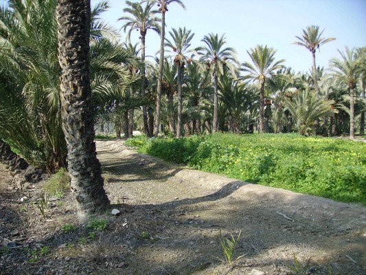 Europa financia un proyecto para recuperar el cultivo de la palmera datilera en régimen ecológico