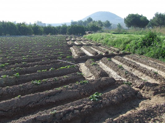 Regantes y ecologistas piden al Consell que revierta la supresión del riego a manta en la Vega Baja