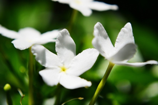 Per la flor del gesmiler
