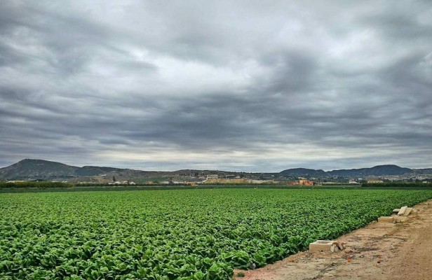La innovación, clave para conseguir financiación europea en proyectos del sector agrotecnológico