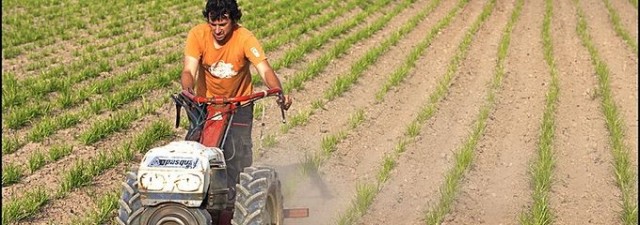 Los empresarios de la chufa piden un cambio legislativo que favorezca su comercialización