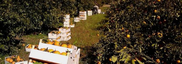 Las promotores vuelven a cultivar los campos