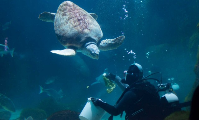 Rain Forest presenta el proyecto del Acuario de Gijón 
