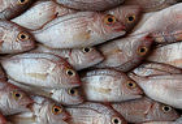 Gobierno actualiza las tasas para importar productos animales