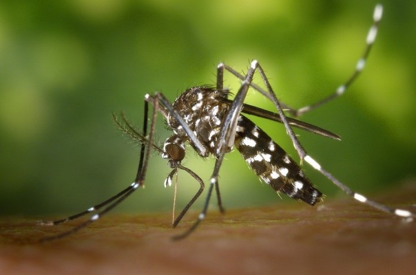 Sanidad destina 450.000 euros en ayudas a ayuntamientos para combatir el mosquito tigre