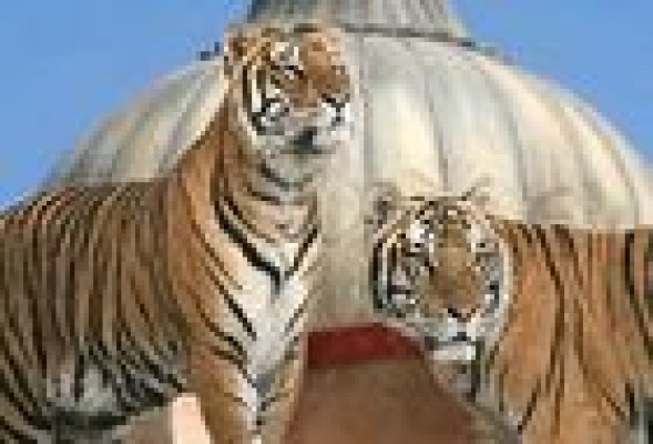 Grupo Fuertes sale al rescate de Terra Natura ante el volumen de sus pérdidas
