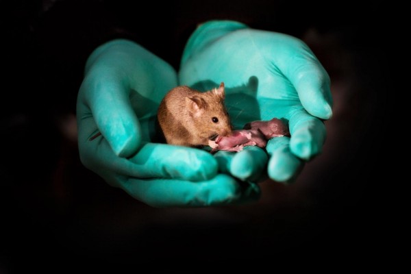 Logran producir crías de ratón con padres del mismo sexo utilizando células madre y edición de genes
