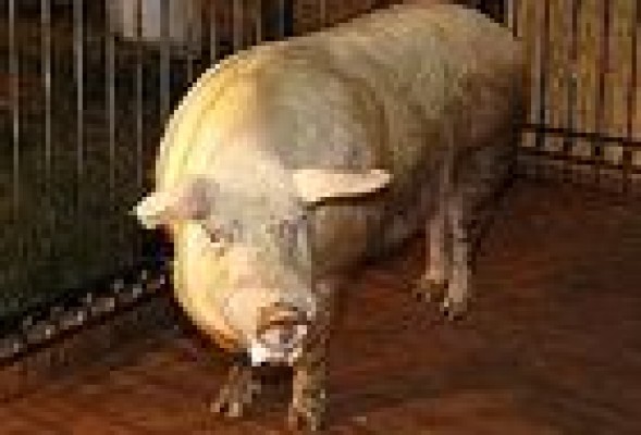 Un cerdo de 380 kilos emulará al pulpo Paul en la Eurocopa